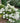 Bobo Hardy Hydrangea