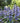 Catlin's Giant Ajuga