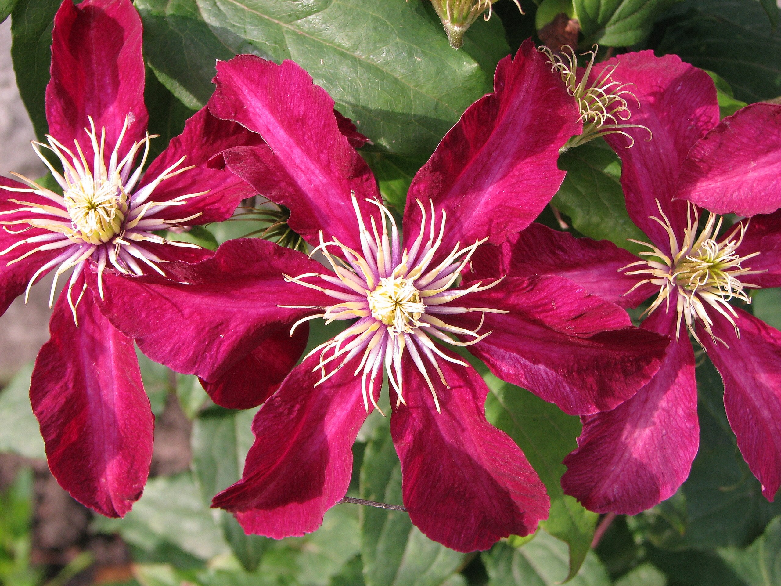 Niobe Clematis The Plant Firm niobe-clematis-the-plant-firm