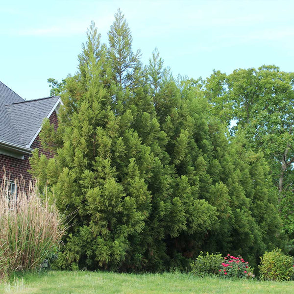 Yoshino Japanese Cedar – The Plant Firm