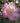 October Magic® Orchid Camellia