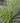 Feather Falls Sedge