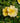 Easy Bee-zy™ Knock Out® Rose