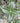 Fortune's Osmanthus (False Holly)