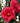 Greensboro Red Japanese Camellia