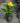 Happy Emily Canna Lily