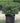 Helleri Japanese Holly