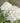 White Wedding Hydrangea