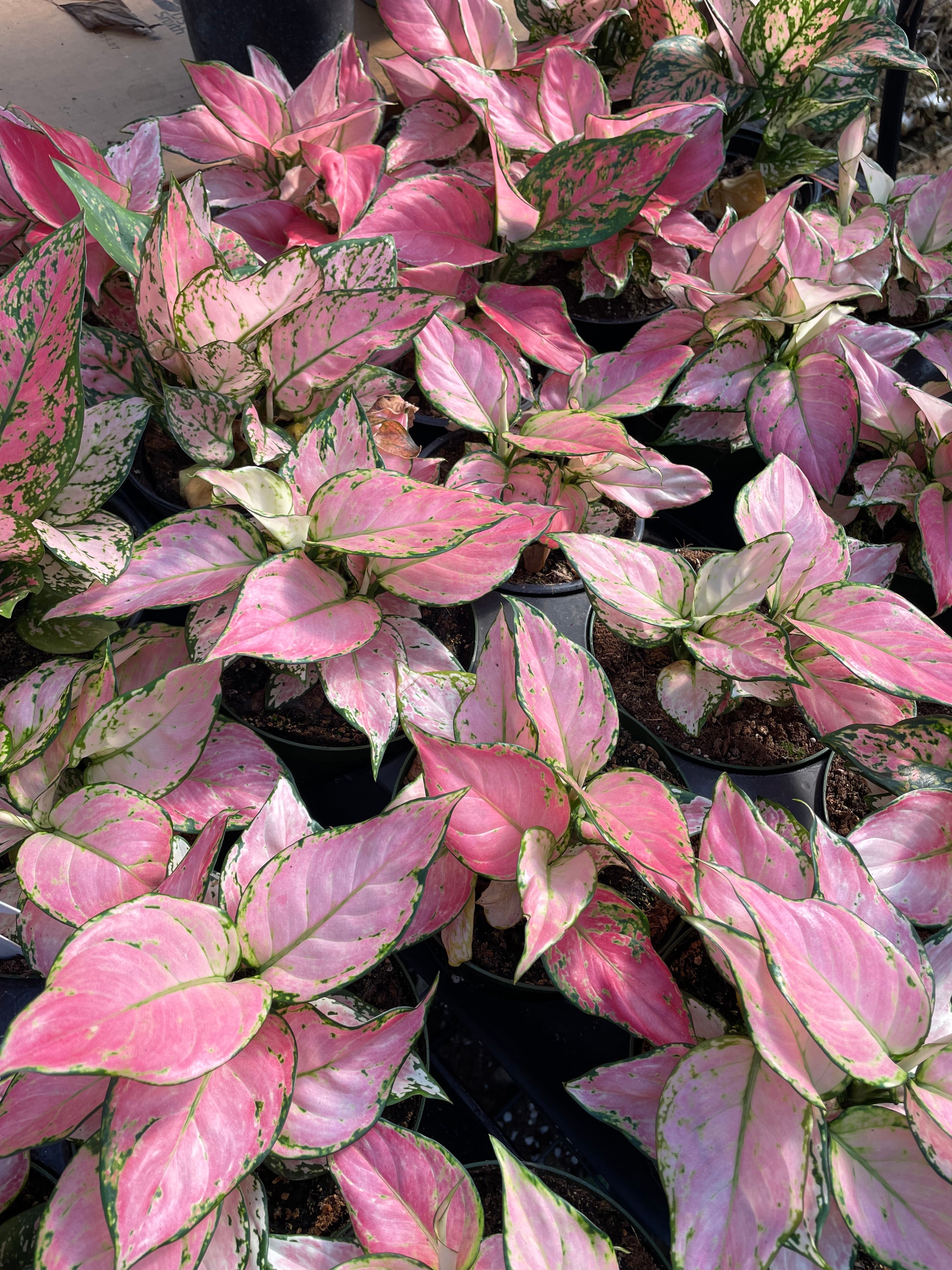 aglaonema pink valentine Pink Aglaonema 'Lady Valentine' – The Plant Firm