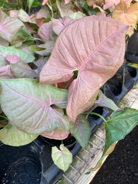 syngonium pink plant Pink Syngonium – The Plant Firm