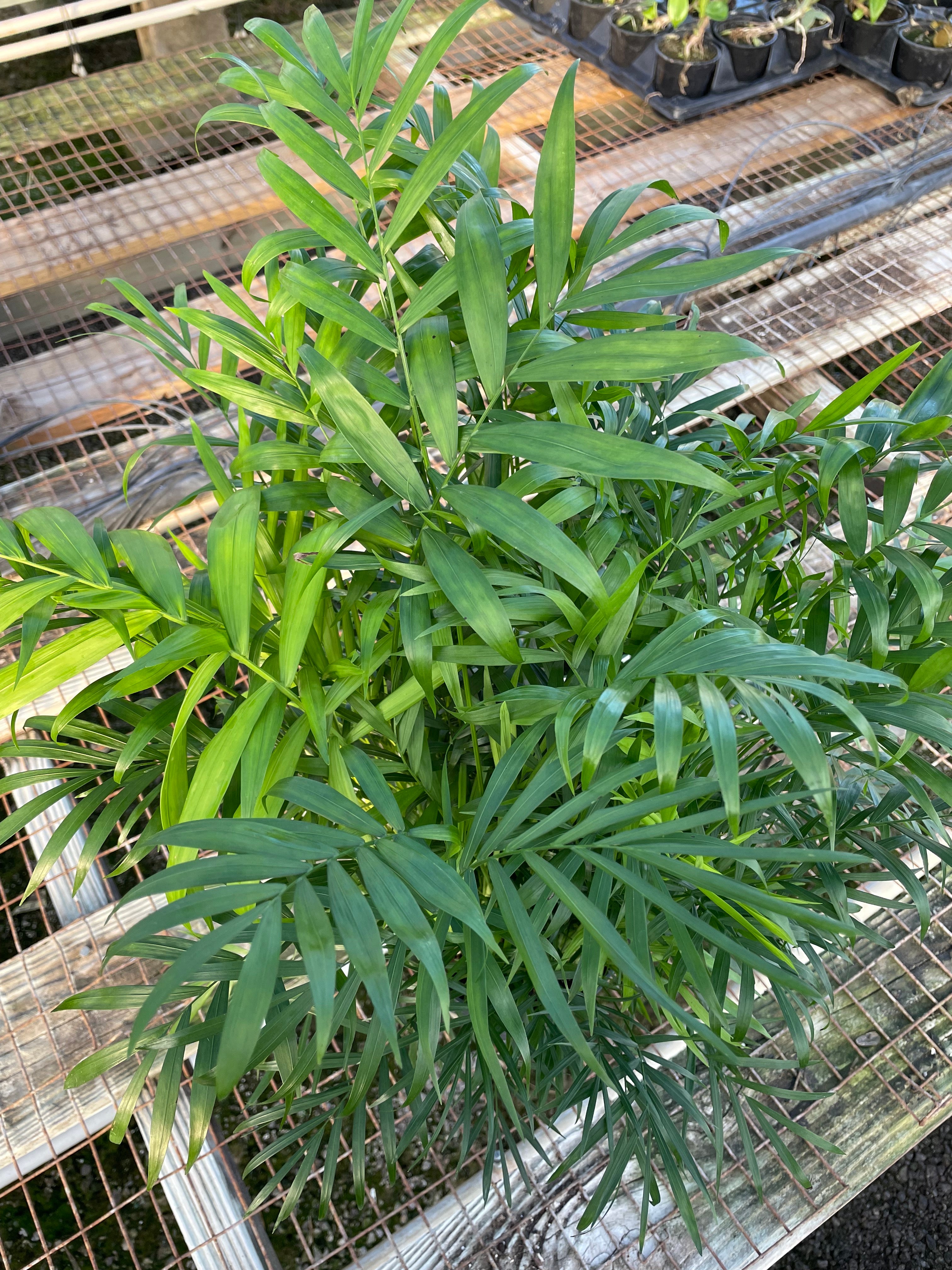 prune parlor palm Parlor Palm – The Plant Firm