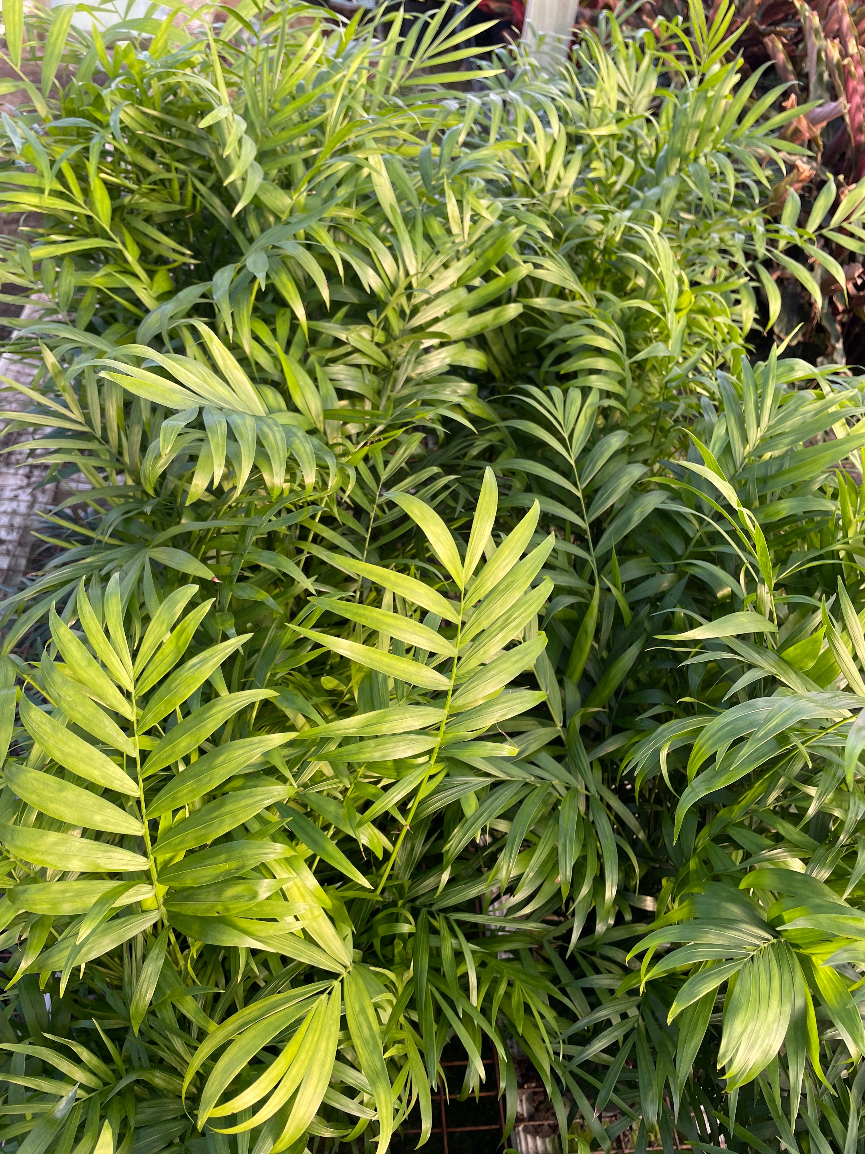 hirt's victorian parlor palm Parlor Palm - 4 Inch Pot
