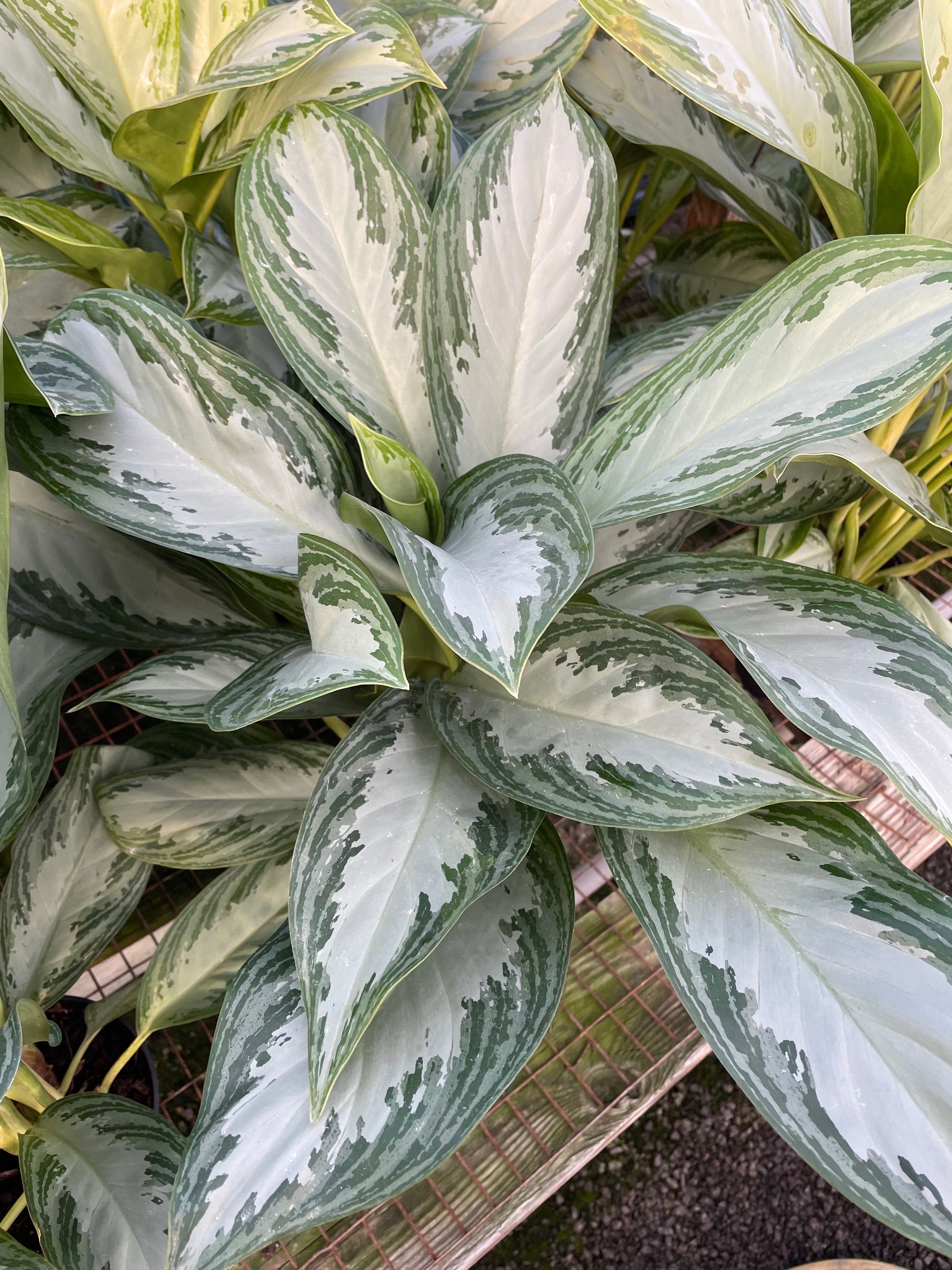 aglaonema silver bay outdoors Aglaonema 'Silver Bay' 17cm