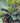 Fiddle Leaf Fig