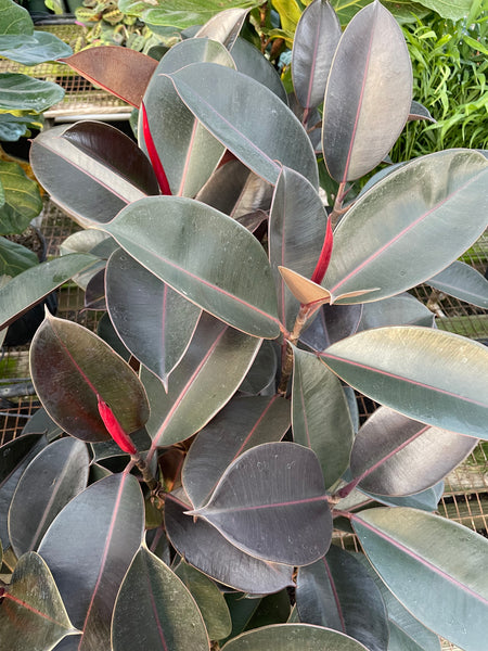 burgundy rubber tree outdoors Burgundy Rubber Tree – The Plant Firm