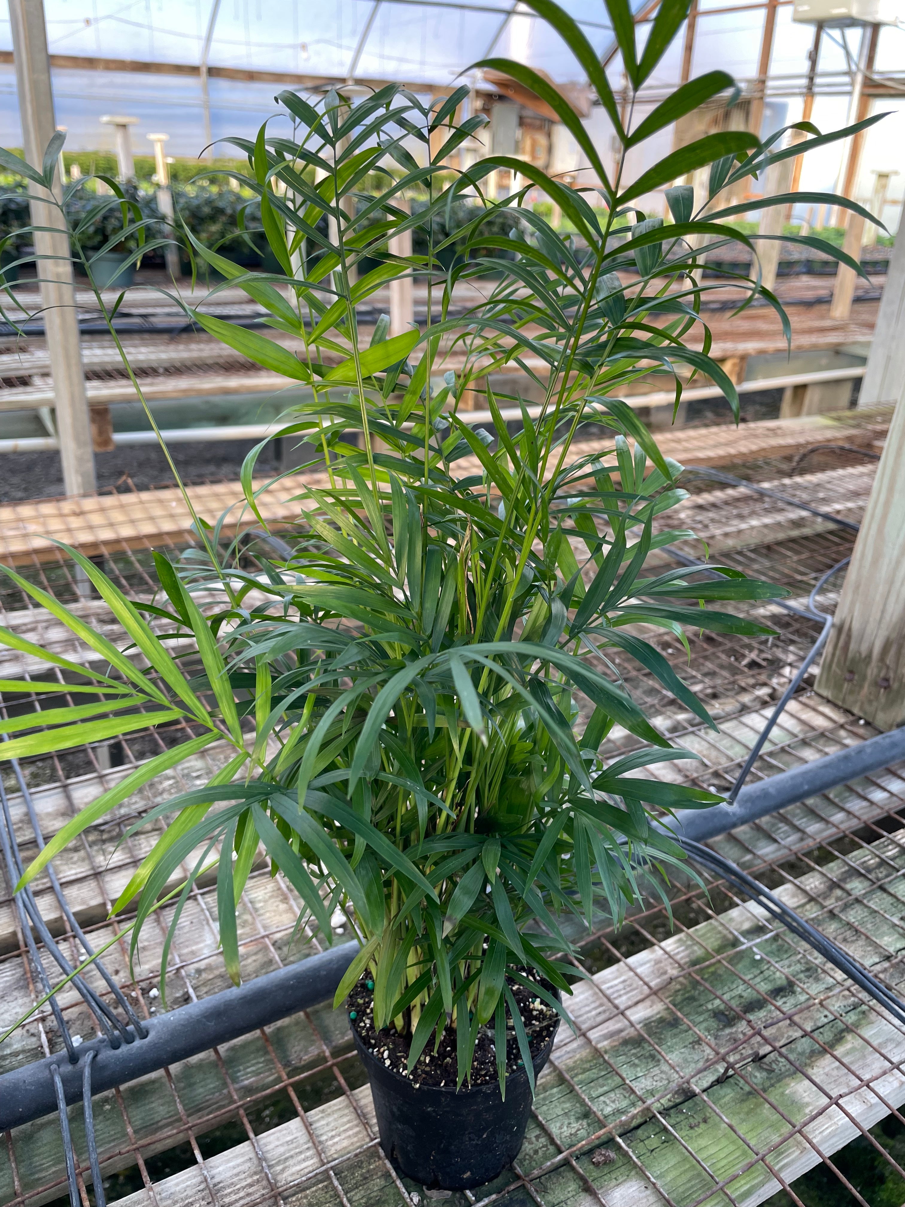 parlor palm plant for sale Parlor Palm - 4 Inch Pot