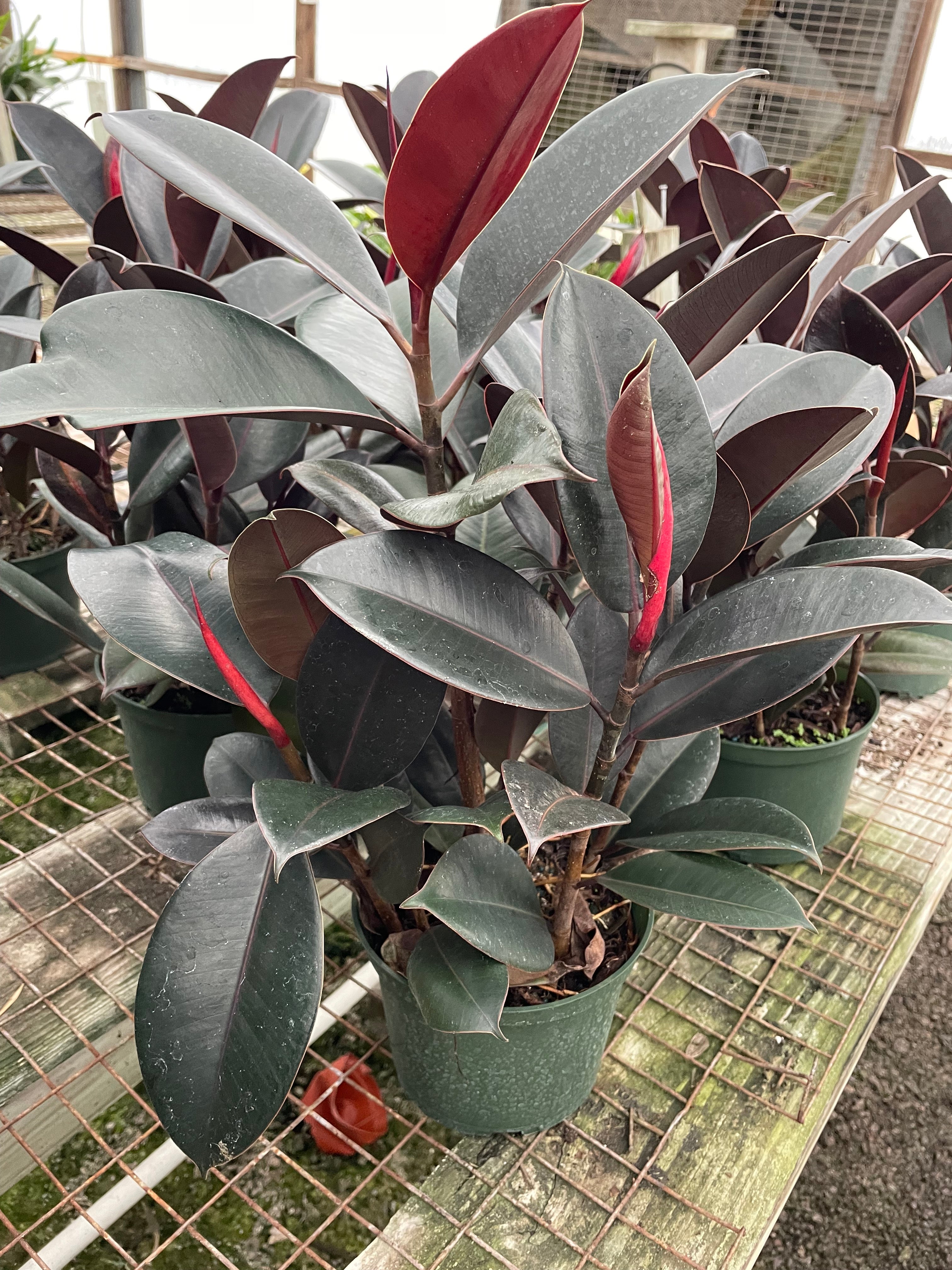 burgundy rubber tree full grown Burgundy Rubber Tree – The Plant Firm