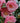 April Remembered Camellia