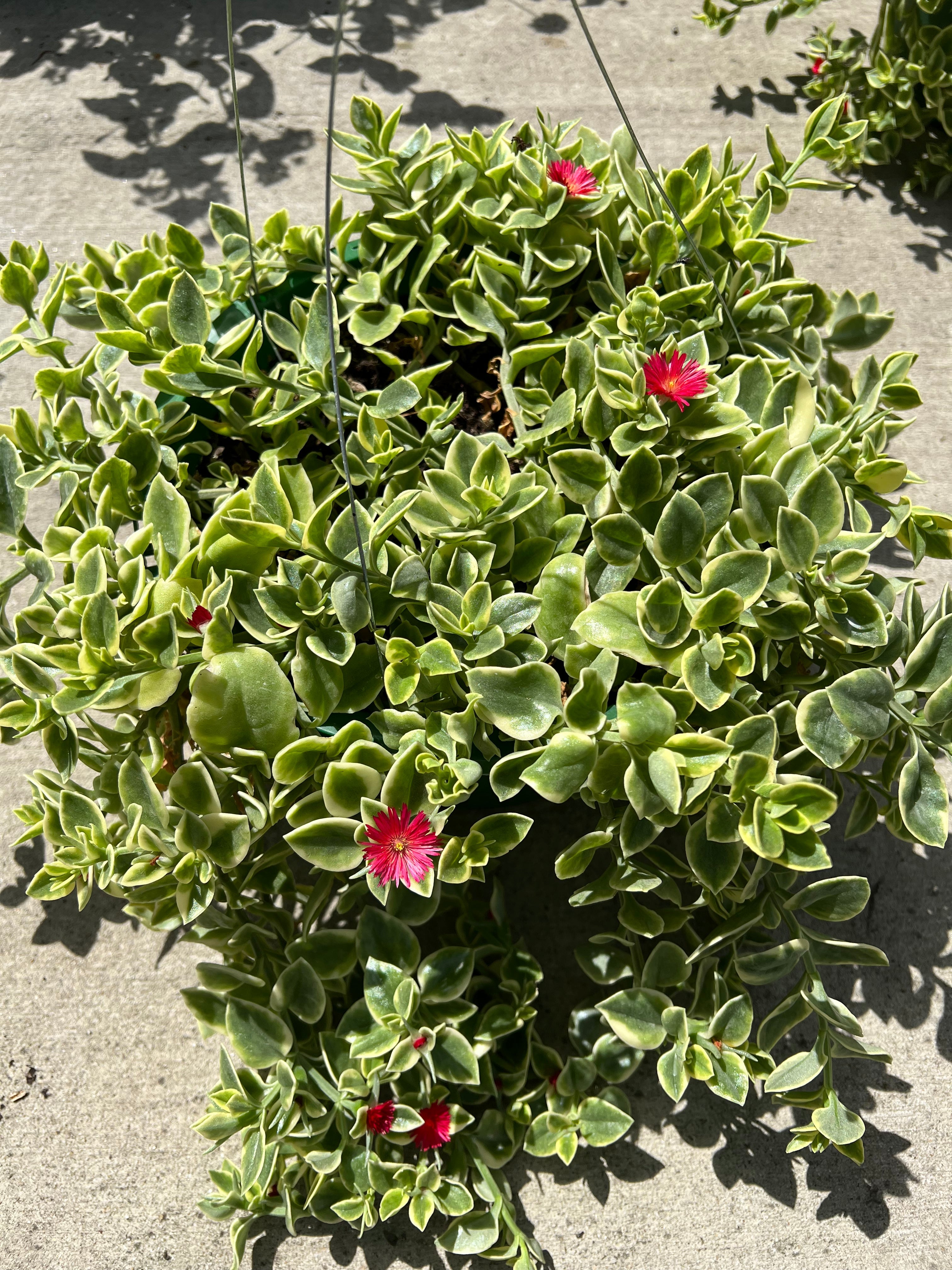 dorothea succulent Dorotheanthus 'Mezoo Trailing Red' – The Plant Firm