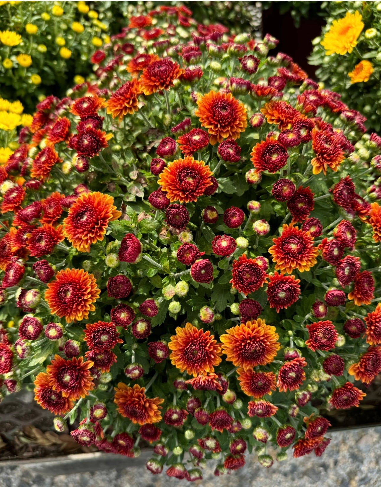 garden mum indoor plant Garden Mum