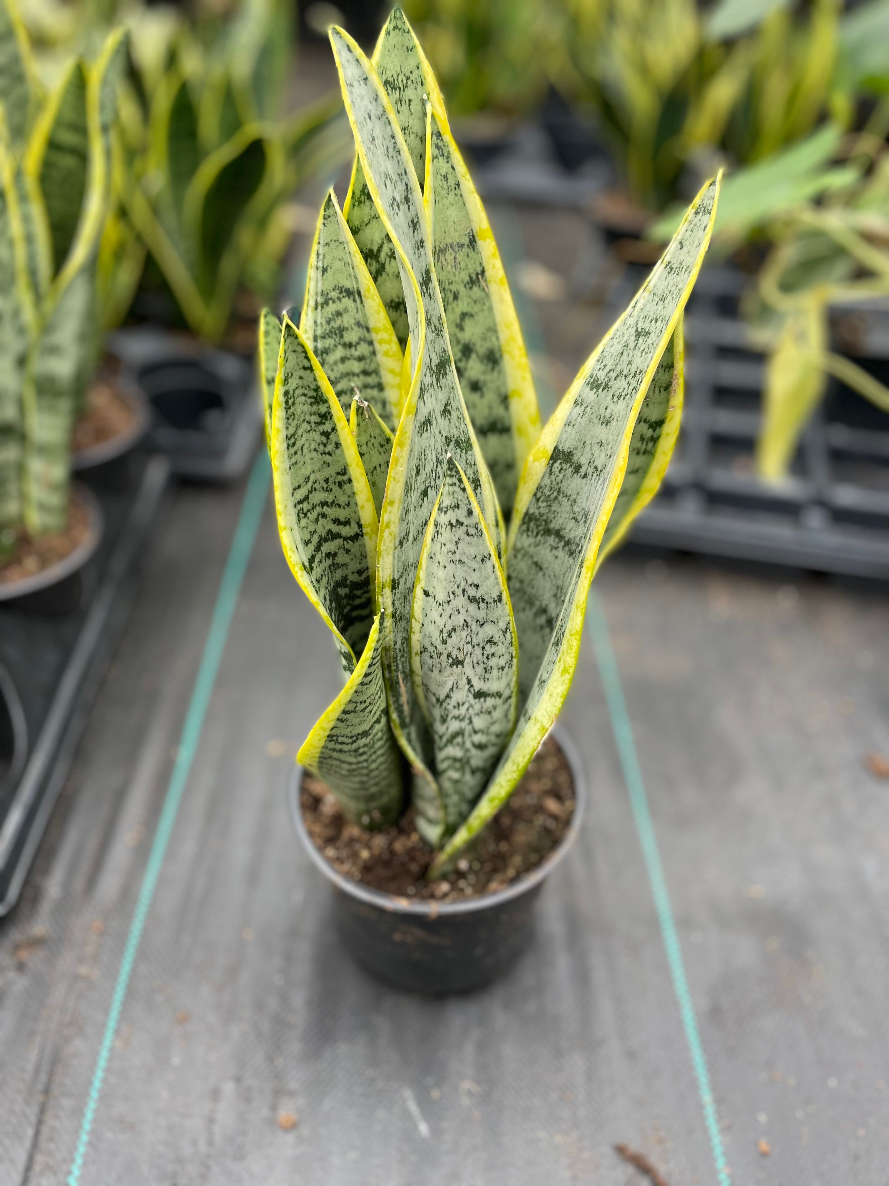 sansevieria trif laurentii Snake Plant 'Laurentii' 6"