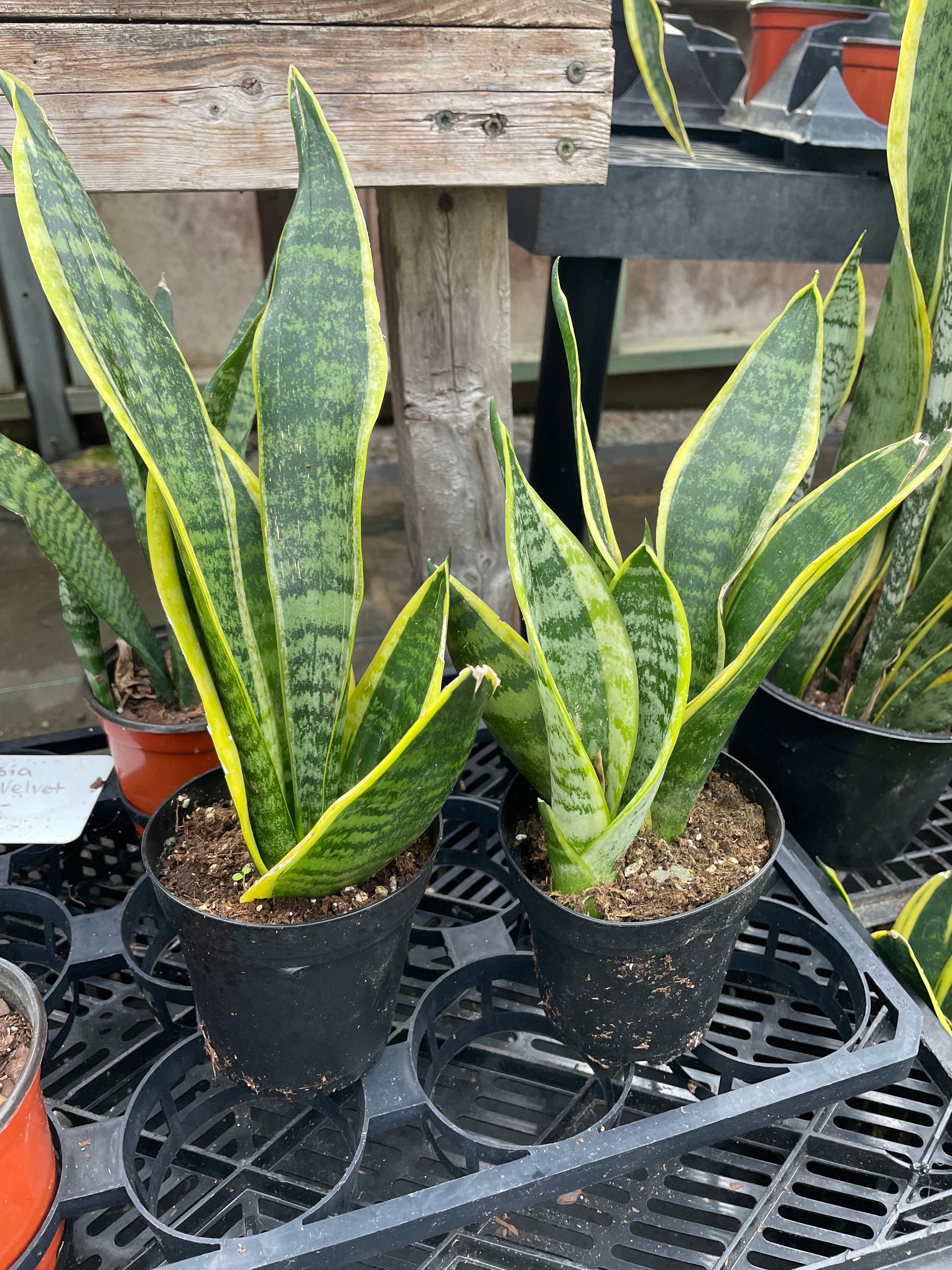 where to buy snake plants near me Snake Plant 'Laurentii' 4"