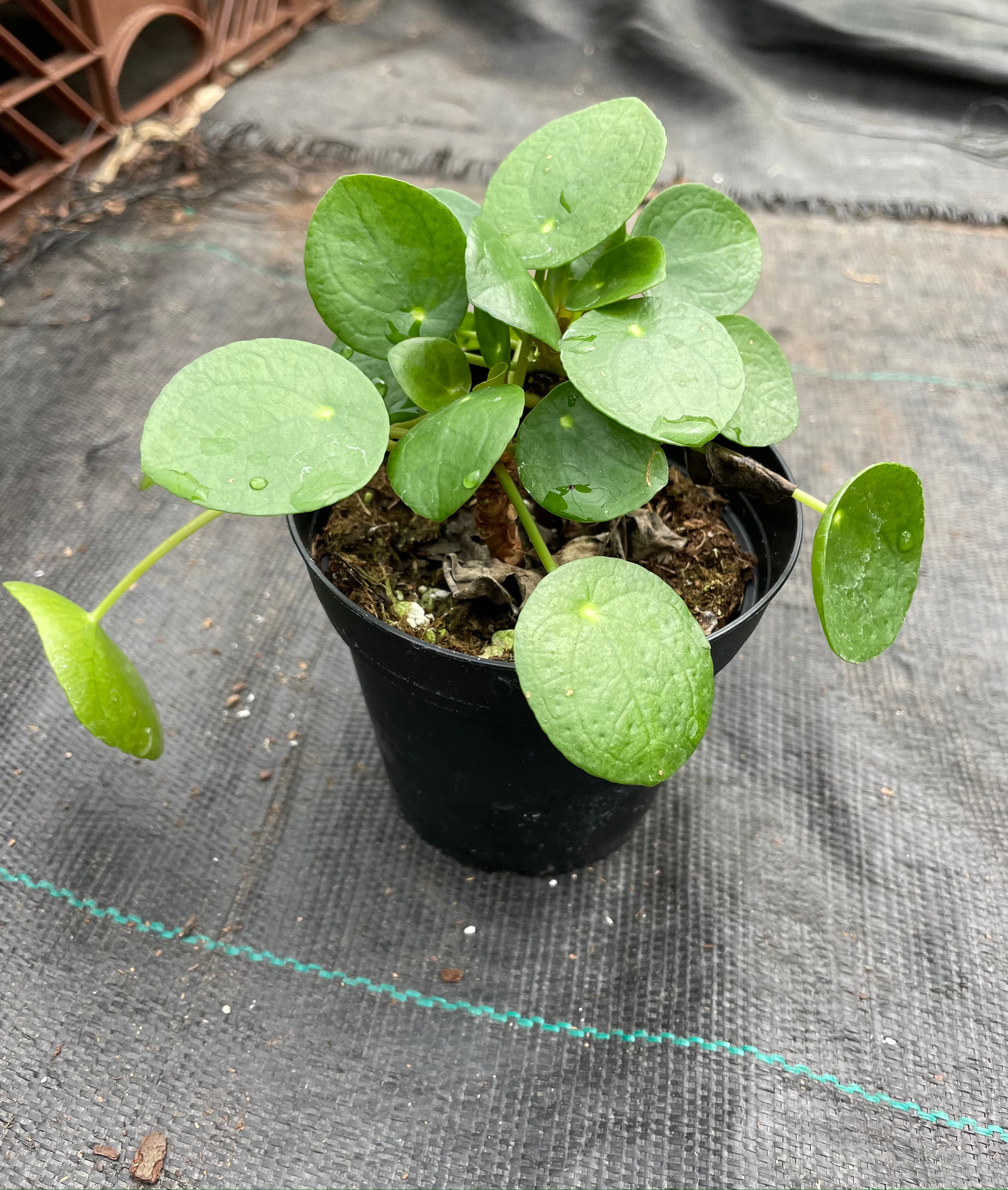 chinese money plant pale leaves Chinese Money Plant – The Plant Firm