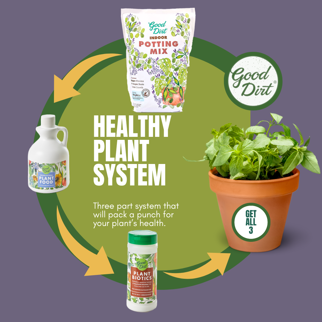 indoor plant starters Indoor Starter Kit – The Plant Firm