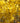 Lynwood Gold Forsythia