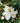 Little Gem Magnolia