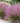 Pink Muhly Grass
