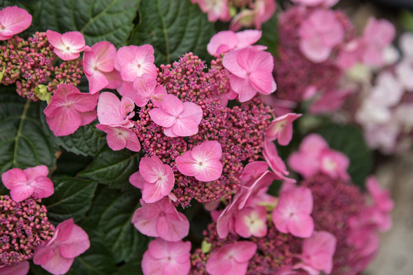 Hydrangea macrophylla Pop Star™ – The Plant Firm
