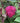 Double Play Doozie® Spiraea