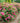 Double Play Doozie® Spiraea