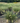Cassian Dwarf Fountain Grass