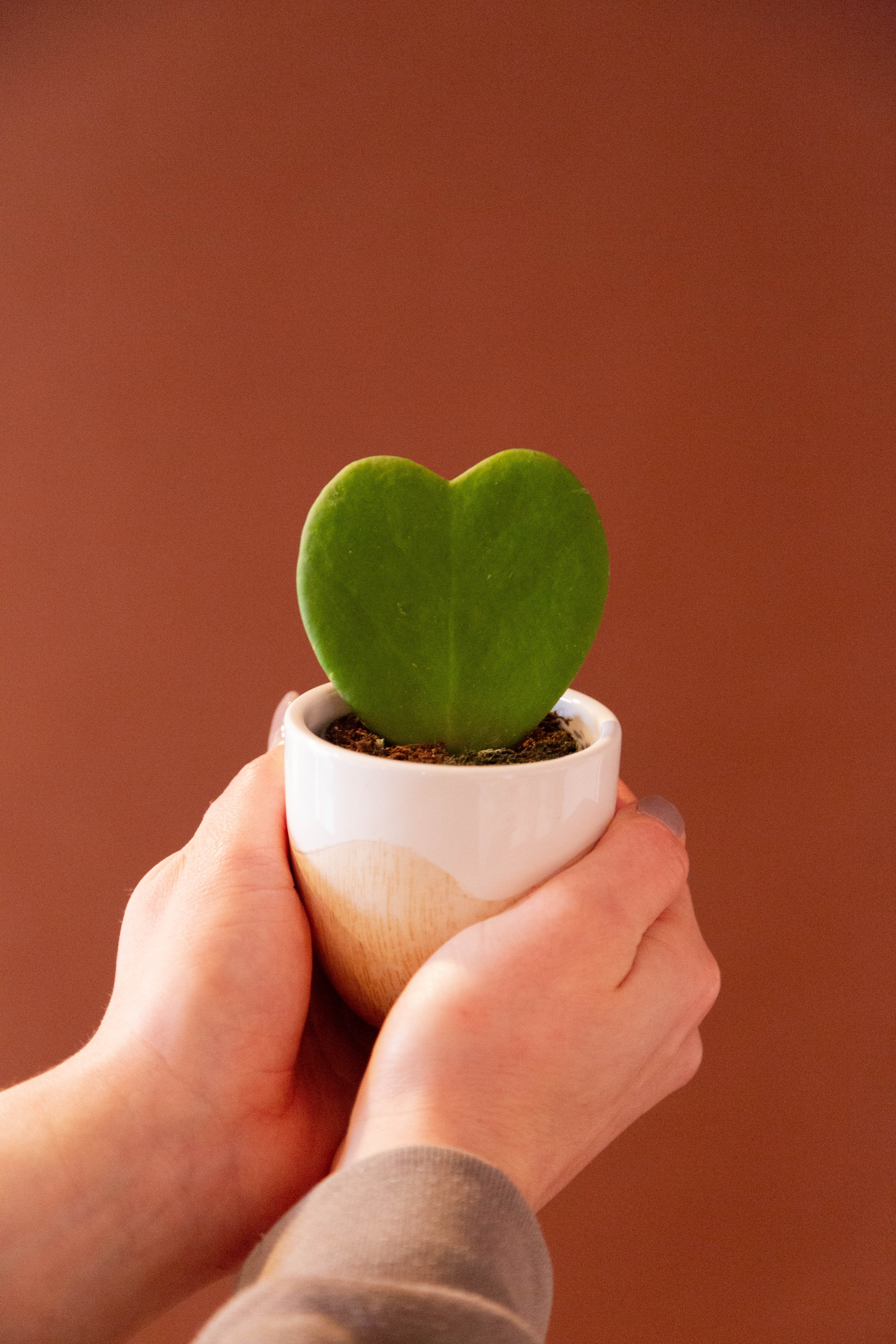 heart hoya succulent Hoya Heart – The Plant Firm