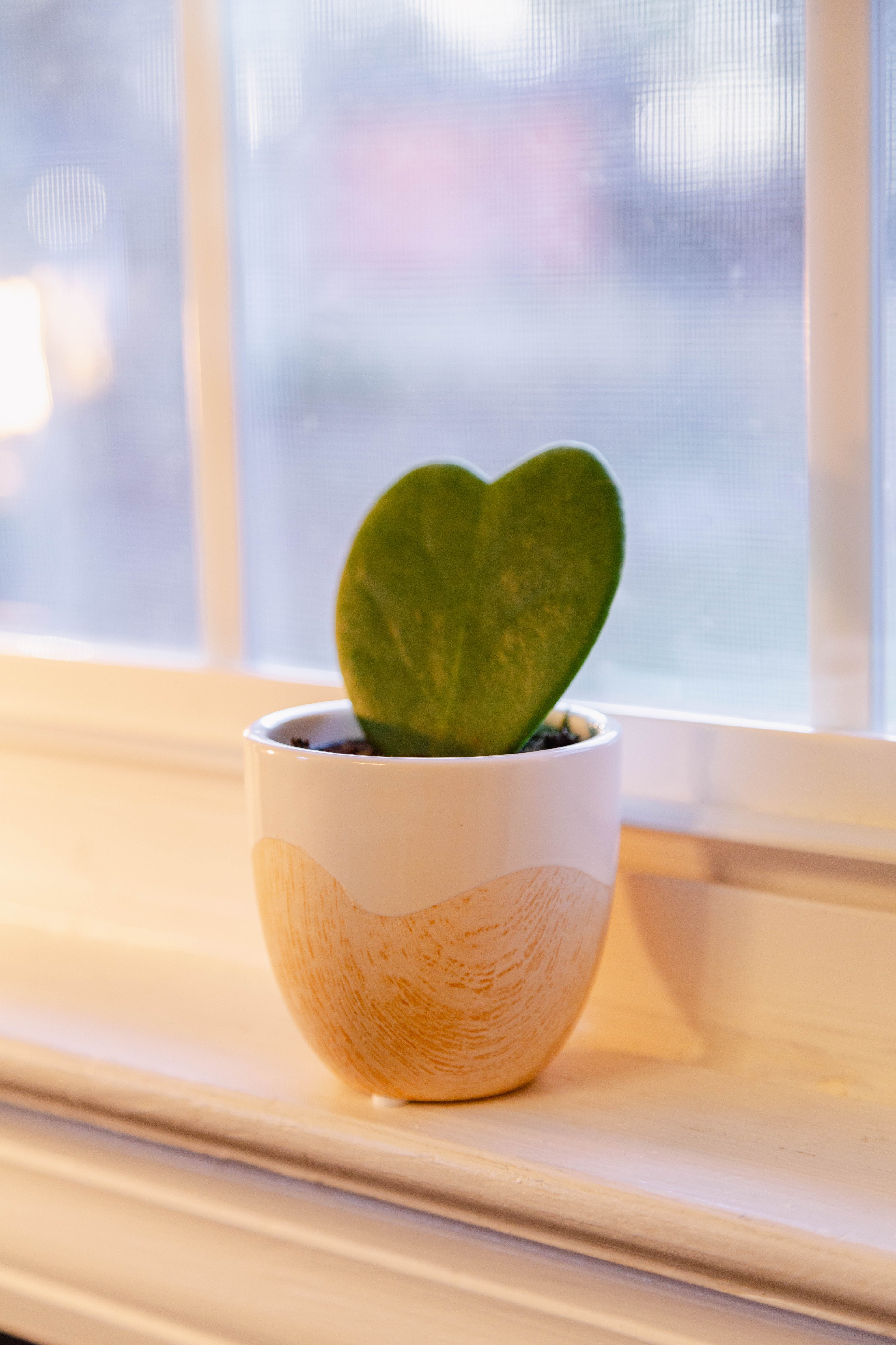 hoya hearts succulent Hoya Heart – The Plant Firm