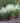 White Muhly Grass