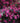Chinese Fringe Flower Zhuzhou Fuchsia