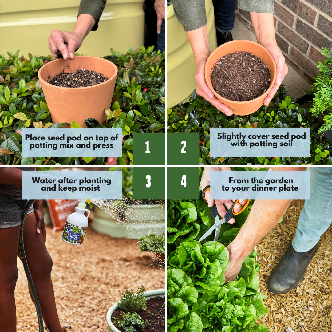  Step 1 place seed pod on top of potting mix and press. Step 2 slightly cover seed pod with potting soil. Step three water after planting and keep moist. Step four from the garden to your dinner plate.