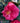 Jordan's Pride Red Japanese Camellia