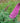 Pugster Pinker® Butterfly Bush