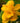 Happy Emily Canna Lily