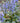 Catlin's Giant Ajuga