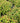 Double Play® Candy Corn® Spiraea