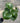 Giant Leopard Plant