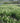 Hameln Dwarf Fountain Grass