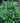 Compact Japanese Holly
