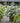 Fairytrail Bride® Cascade Hydrangea