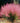 Pink Muhly Grass